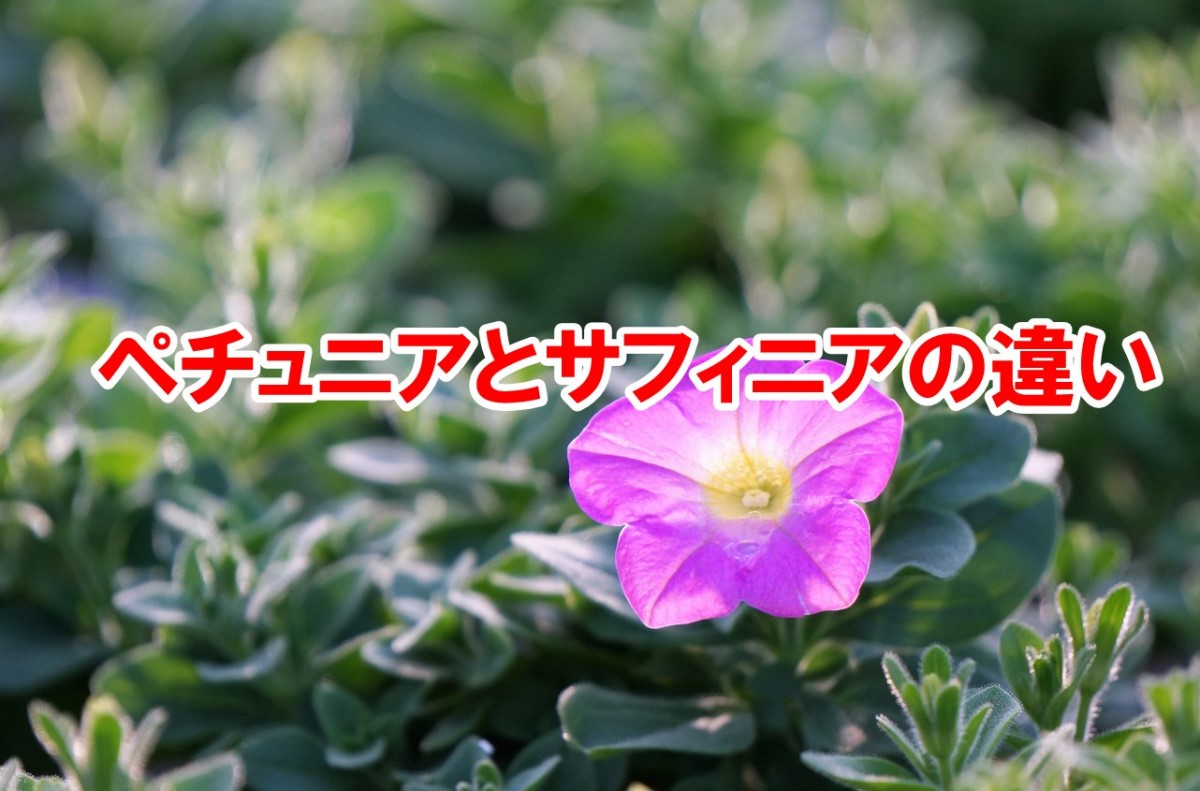 ペチュニアとサフィニアの違いを徹底解説｜耐雨性と育てやすさの真相