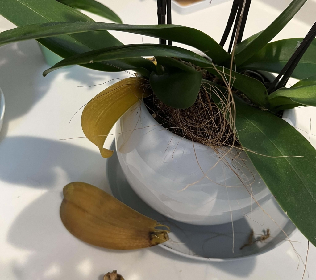 胡蝶蘭の花が終わったら捨てるのはNg！二番花を咲かせる剪定と管理術