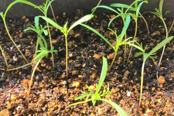 失敗しないコスモスの植え方！秋に満開を咲かせる決定版ガイド【2026】