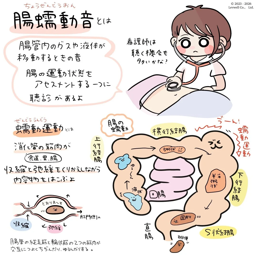 お腹の腸蠕動音とは？ポコポコ鳴る理由や危険な異常サインを徹底解説