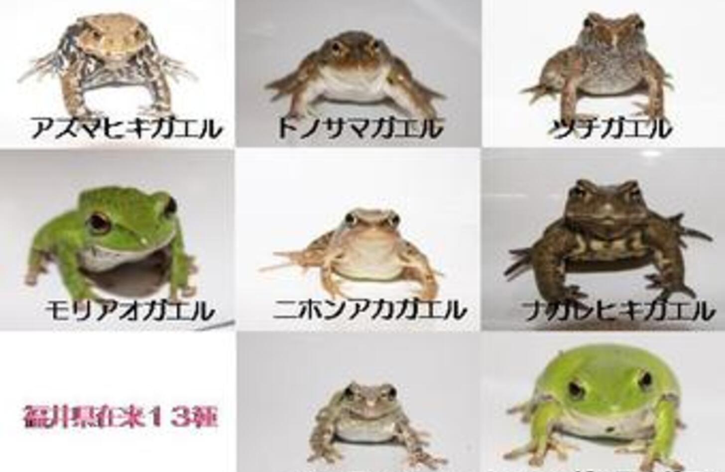かわいいカエルのイラスト無料＆簡単描き方！商用素材から梅雨まで解説