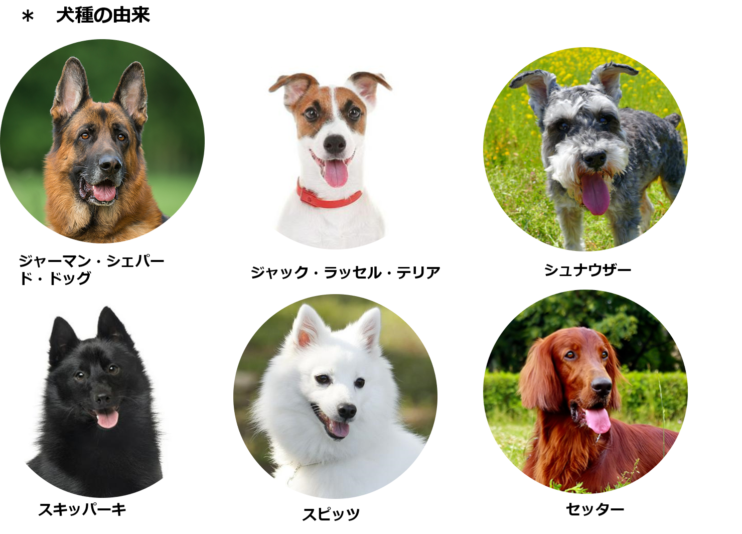 愛犬のしこりはダニ？噛まれた跡の画像診断と危険なNg処置【2026】