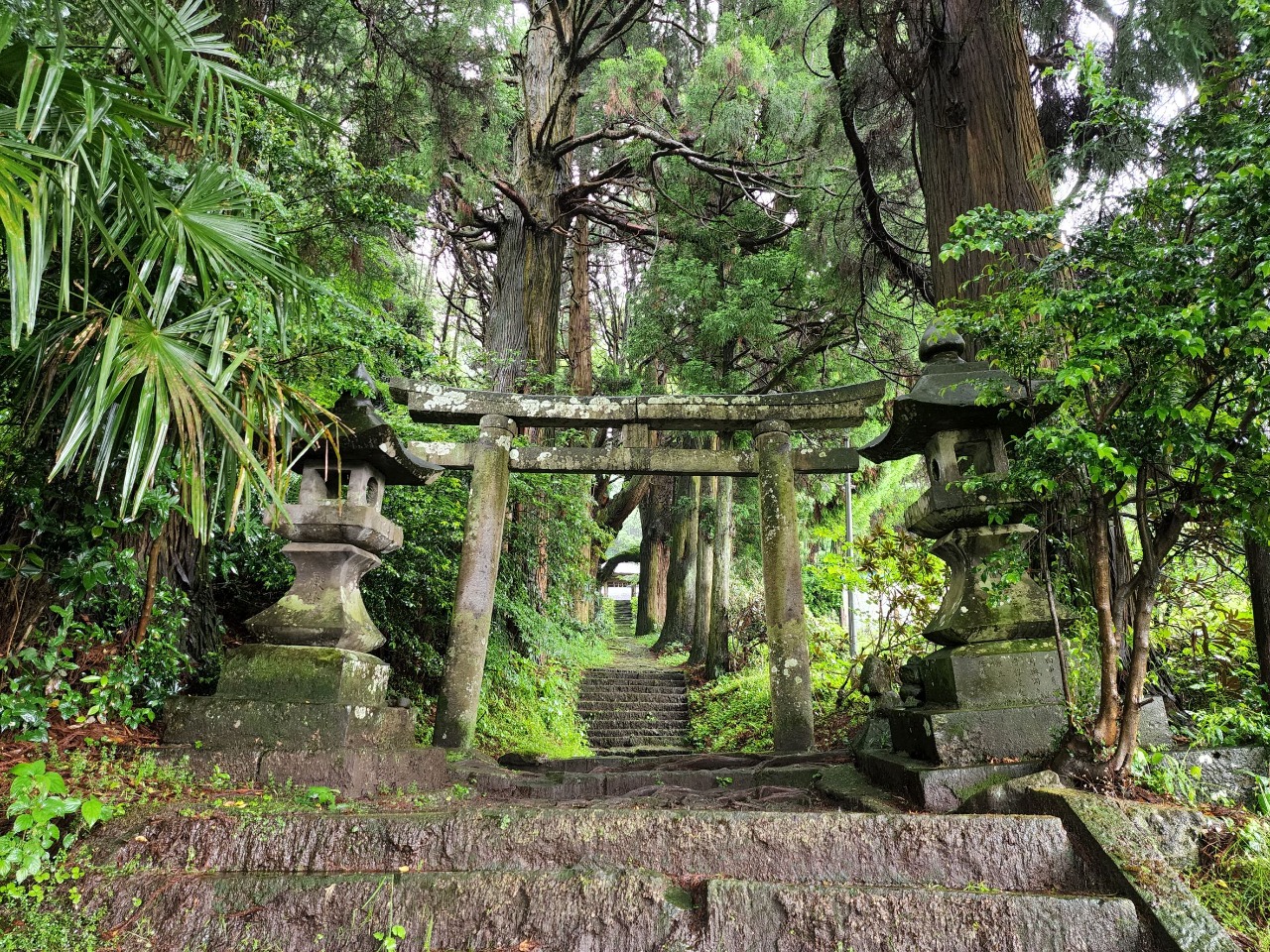 静寂に包まれた秘境！大分県竹田市・籾山八幡社の巨樹と湧水の謎