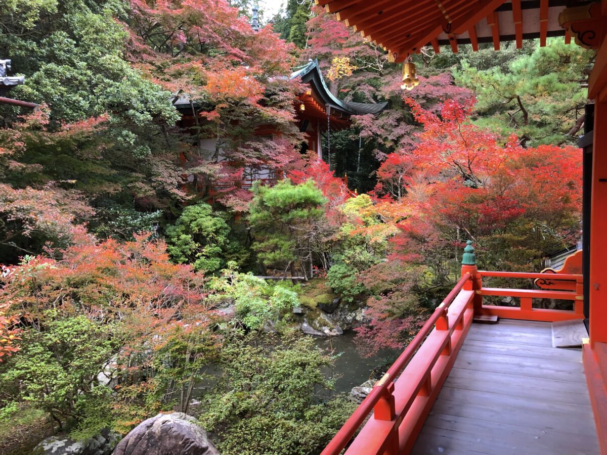 京都・毘沙門堂の敷き紅葉と動く襖絵の謎｜2026年拝観の混雑回避術