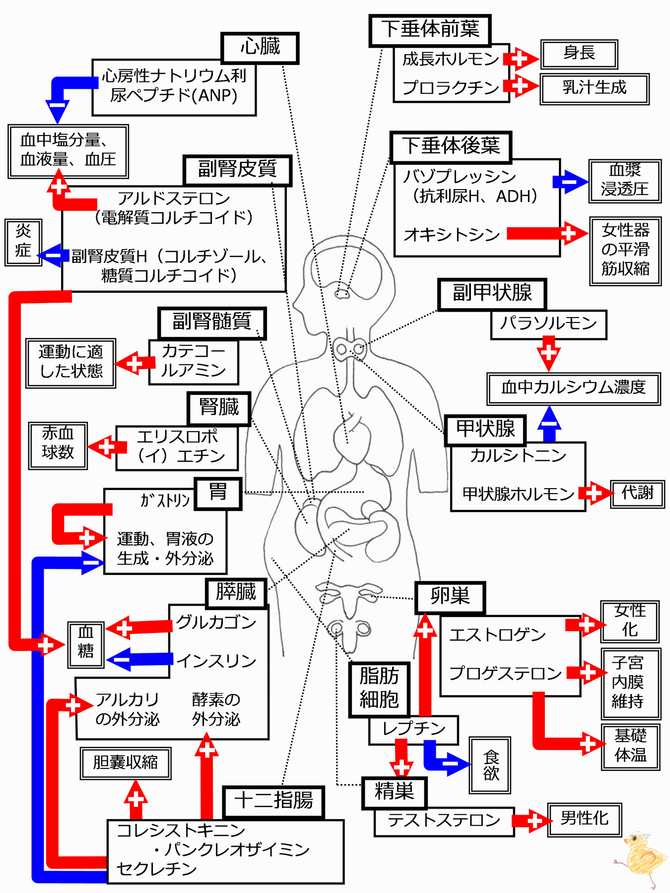 話題沸騰の『ホルモン貴族』独占取材！外食界を揺るがす奇策の全貌
