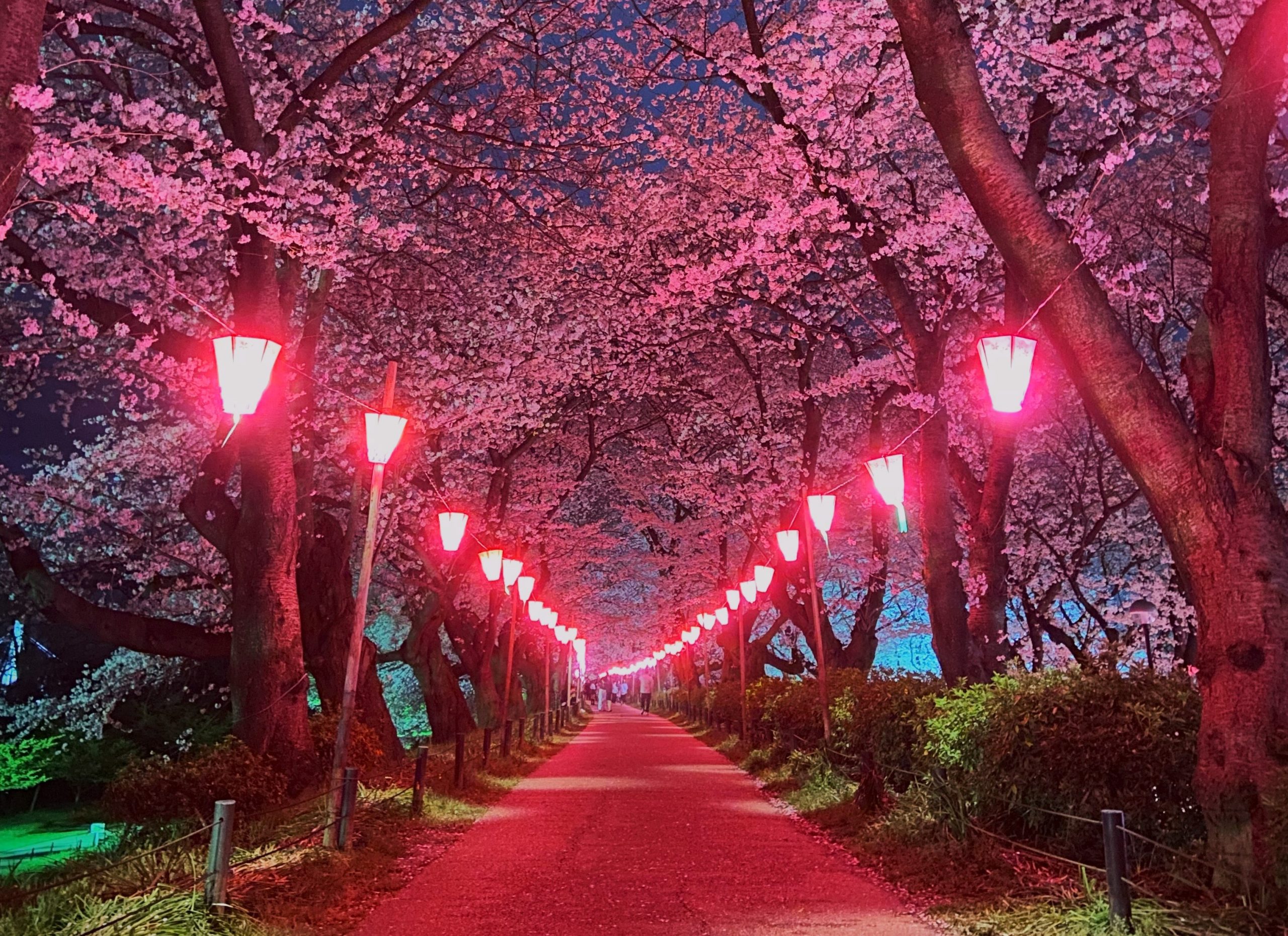 桜と菜の花の絨毯！権現堂公園で春の絶景を混雑知らずで楽しむコツ