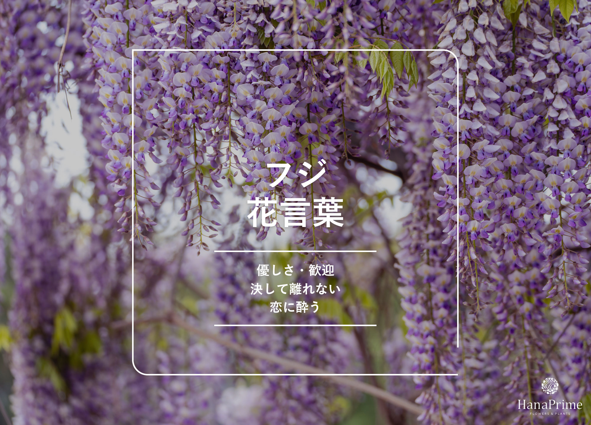 藤の花言葉は怖い？「決して離れない」の真相と色別の意味を徹底解説