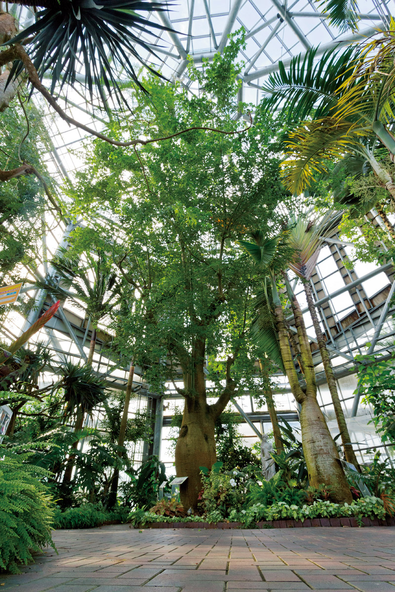 赤塚植物園の見頃と隠れた魅力とは？入園料・アクセスと混雑を徹底検証