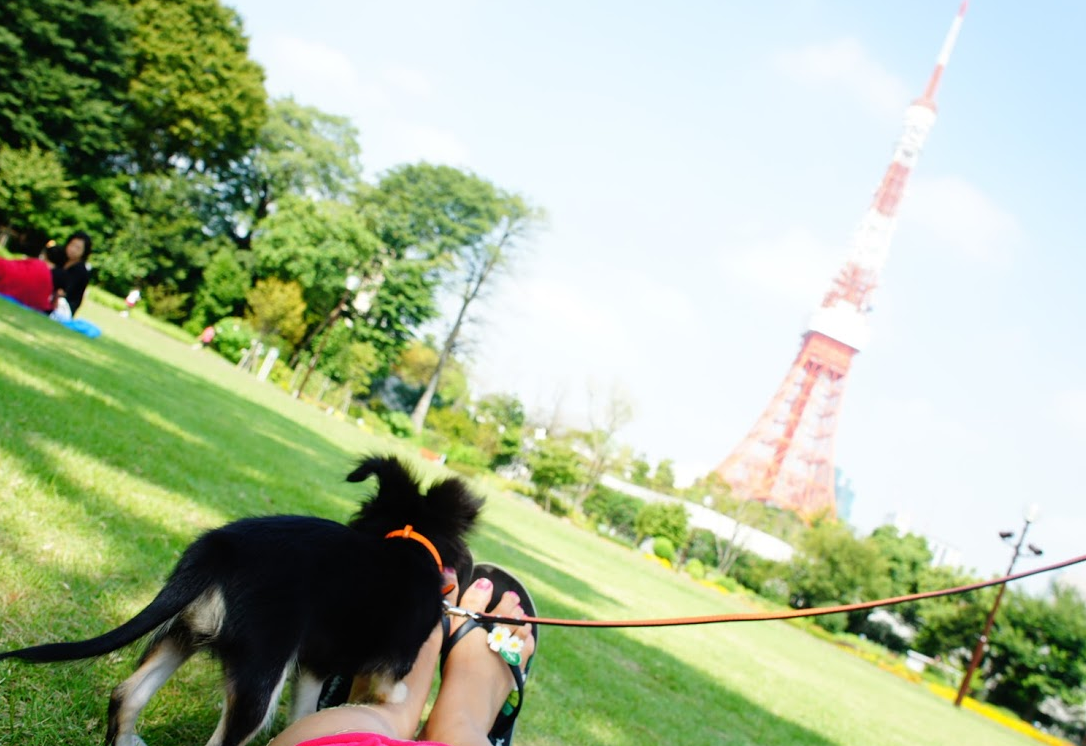 2026年、日本の「犬 散歩 公園」事情が激変中！トラブル激減をもたらしたスマート公園改革と愛犬家のリアルな声