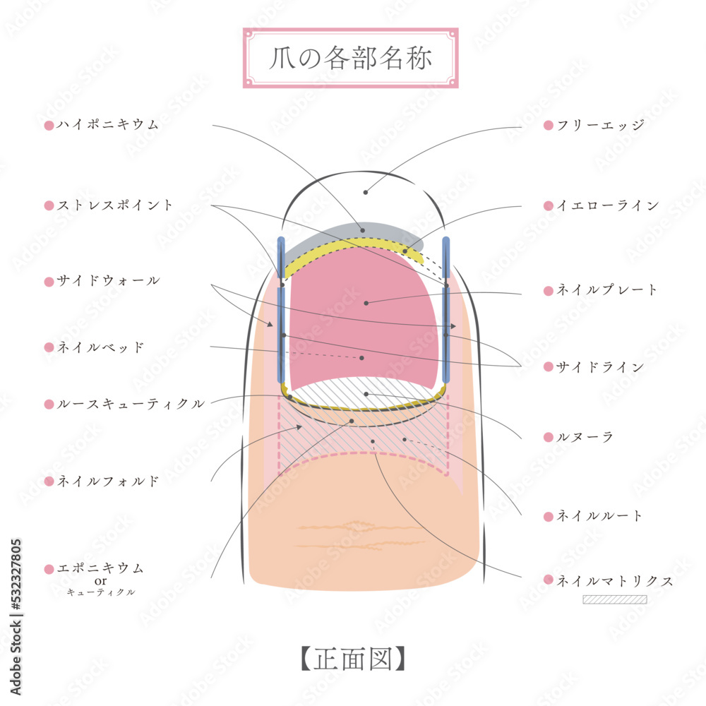 爪が伸びるのが早い原因とは？代謝向上から病気のサインまで徹底解説