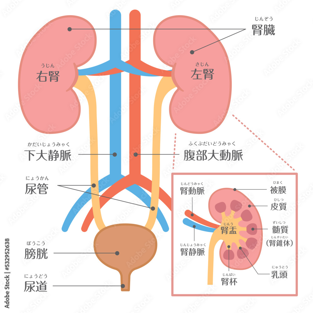 腎臓にいい食べ物レシピと食事術！健診数値を守る2026年決定版