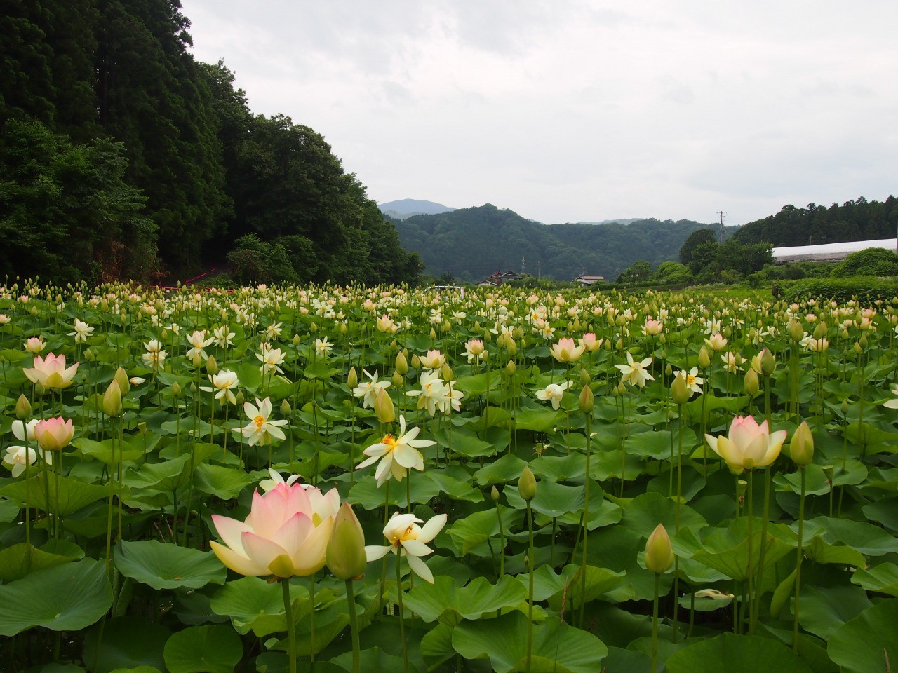 筑西市の隠れた名所！上渋井ハス園の開花状況と混雑回避ルートルポ