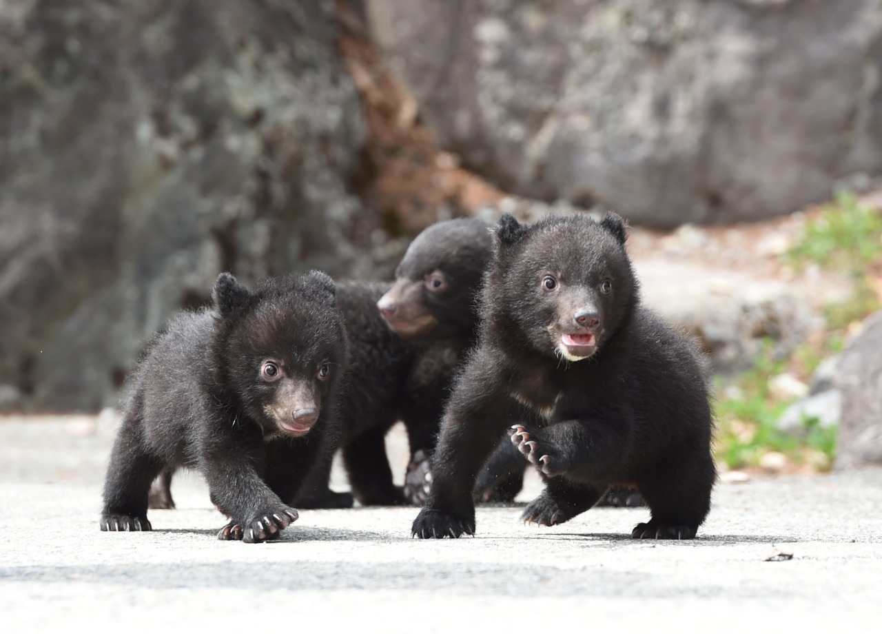 奥飛騨クマ牧場の真実！子熊抱っこと熊油の評判・攻略法