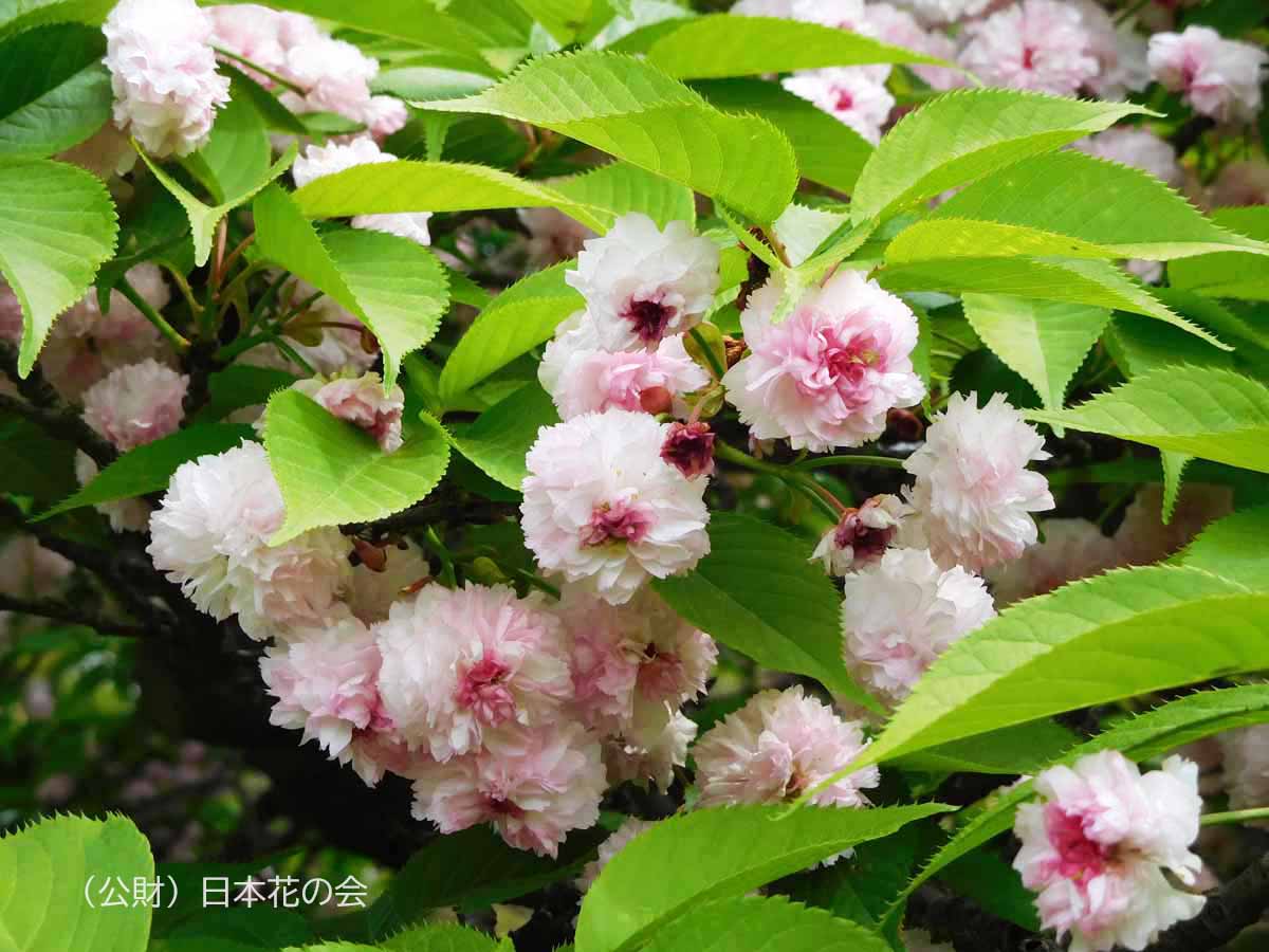 兼六園菊桜の知られざる歴史と見頃時期｜300枚の花弁と色の変化を徹底解剖