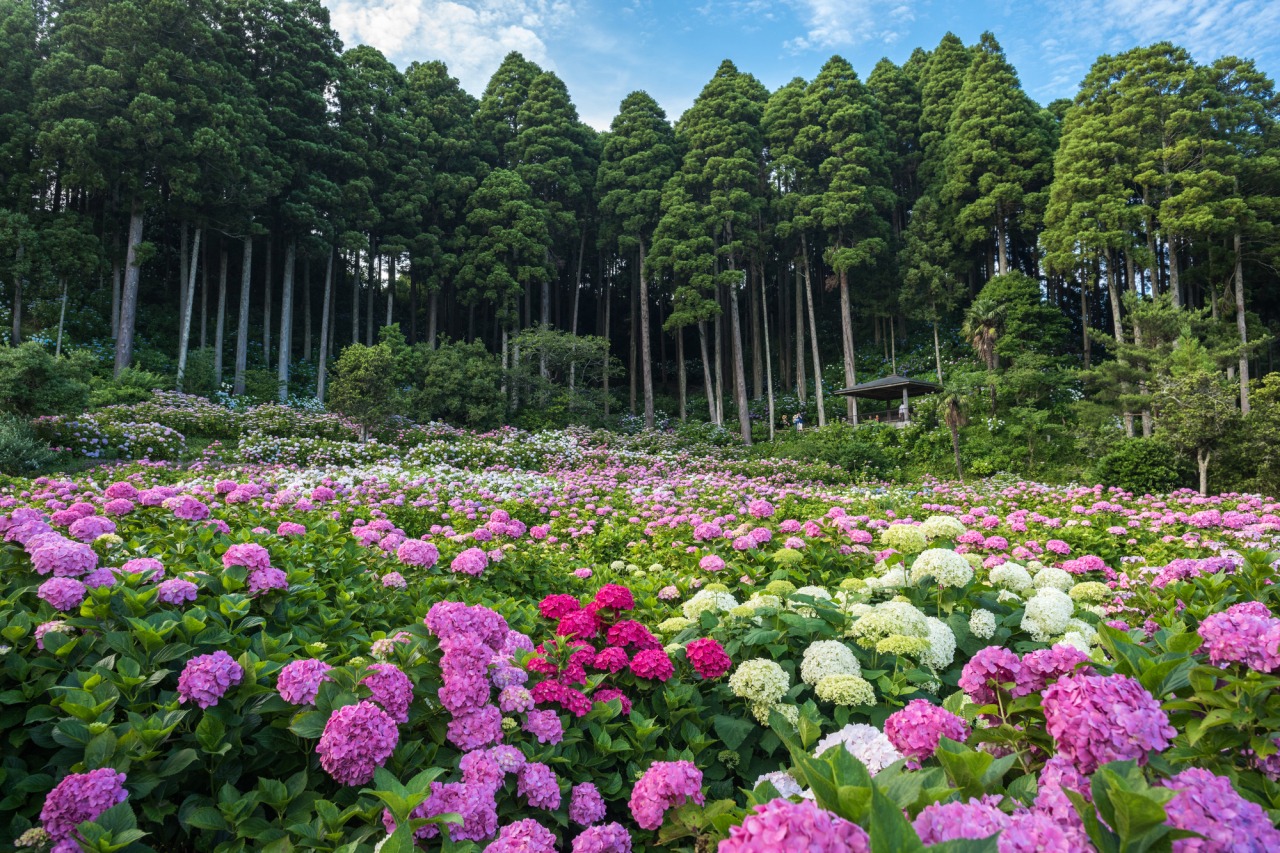 服部農園あじさい屋敷2026！見頃や開花状況と混雑回避の完全ガイド