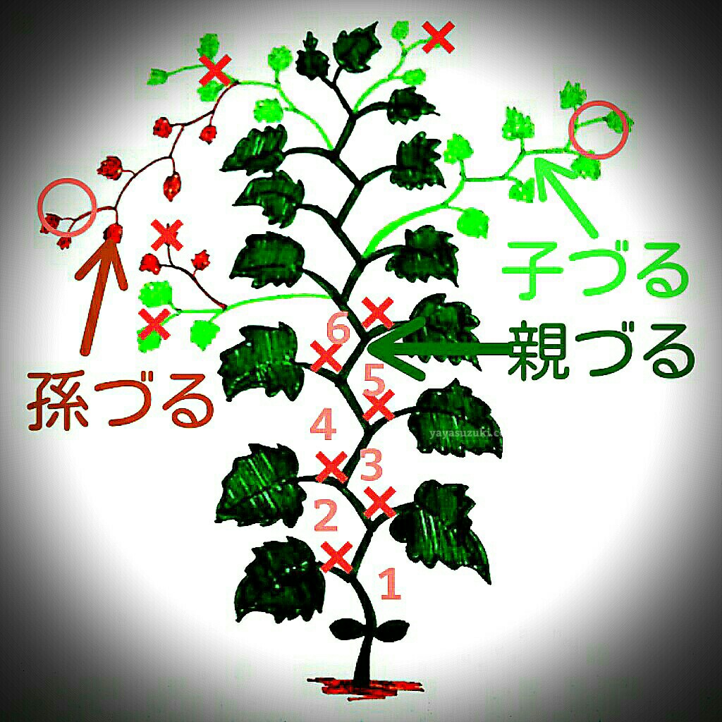 きゅうり栽培は摘芯で大差がつく！収穫量を最大化する整枝の完全手順