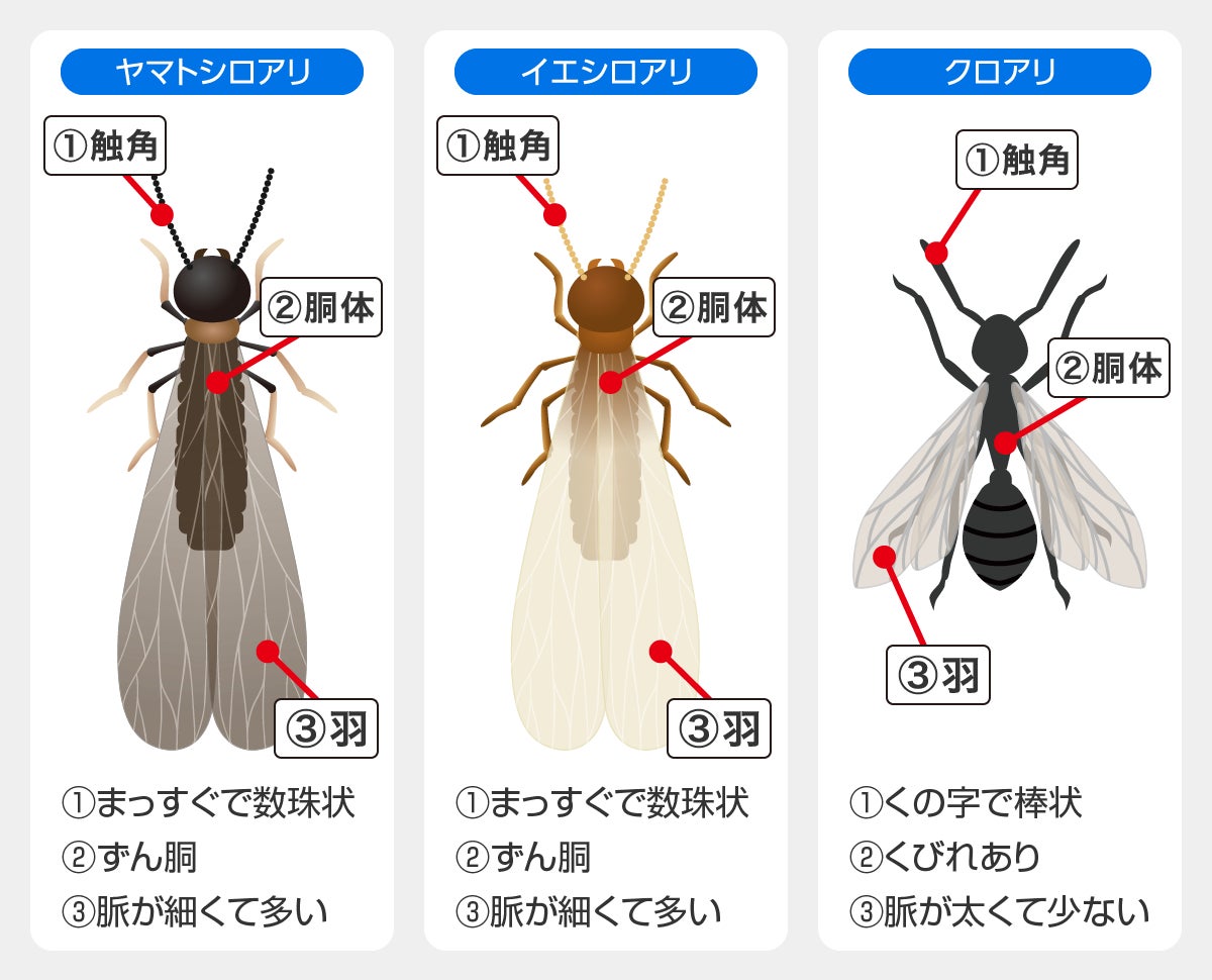 羽アリ大量発生パニックを防ぐ！シロアリの見分け方と殺虫剤Ngの真相
