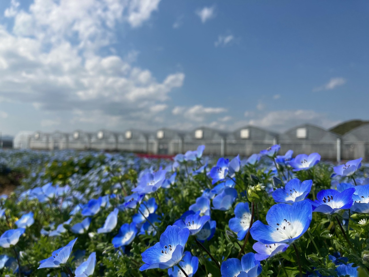 山口県「花の海」の全貌を徹底取材！絶景・いちご狩りと賢い攻略法