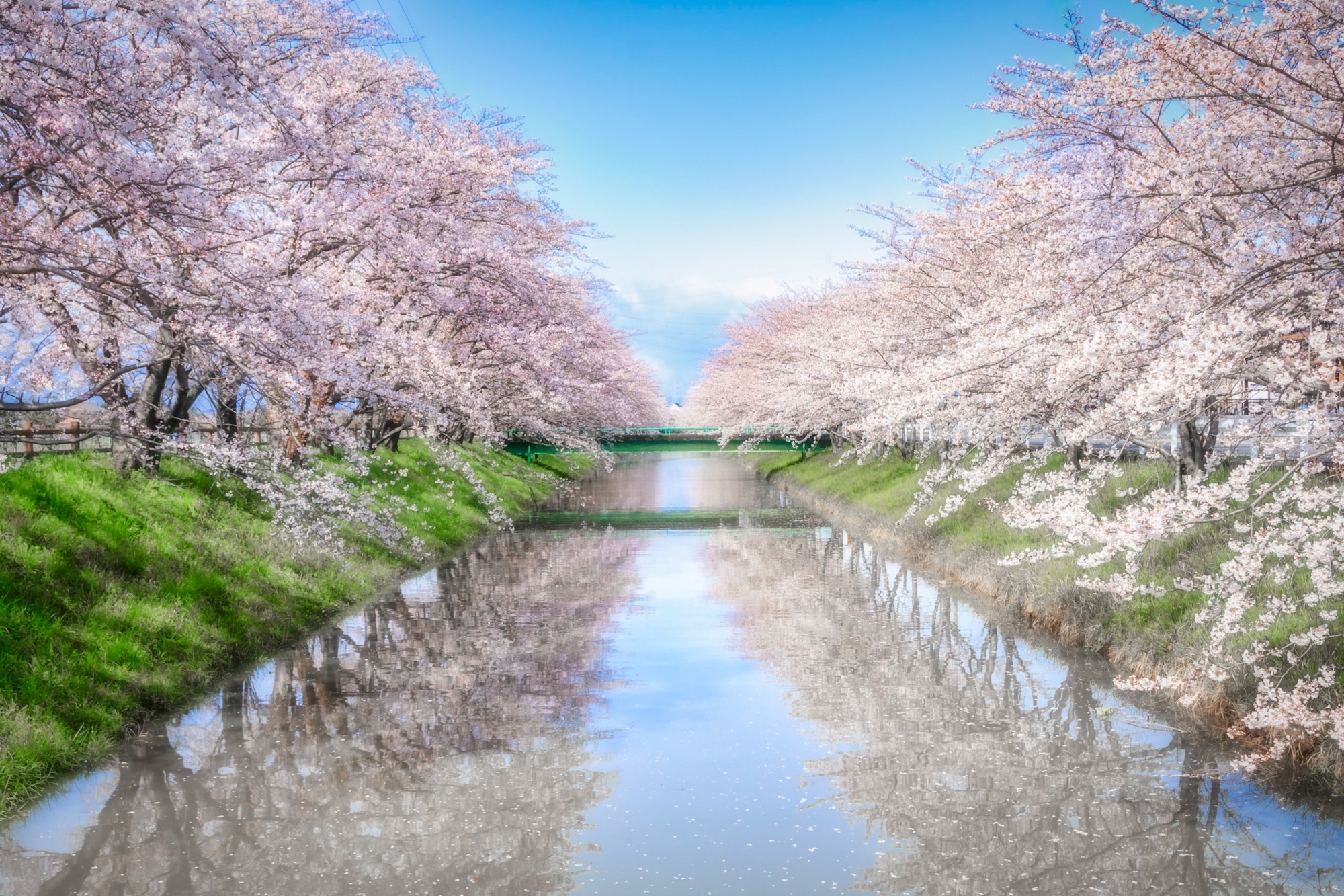桜の恋コスプレ評判検証！原神・ホロライブ衣装の再現度と注意点