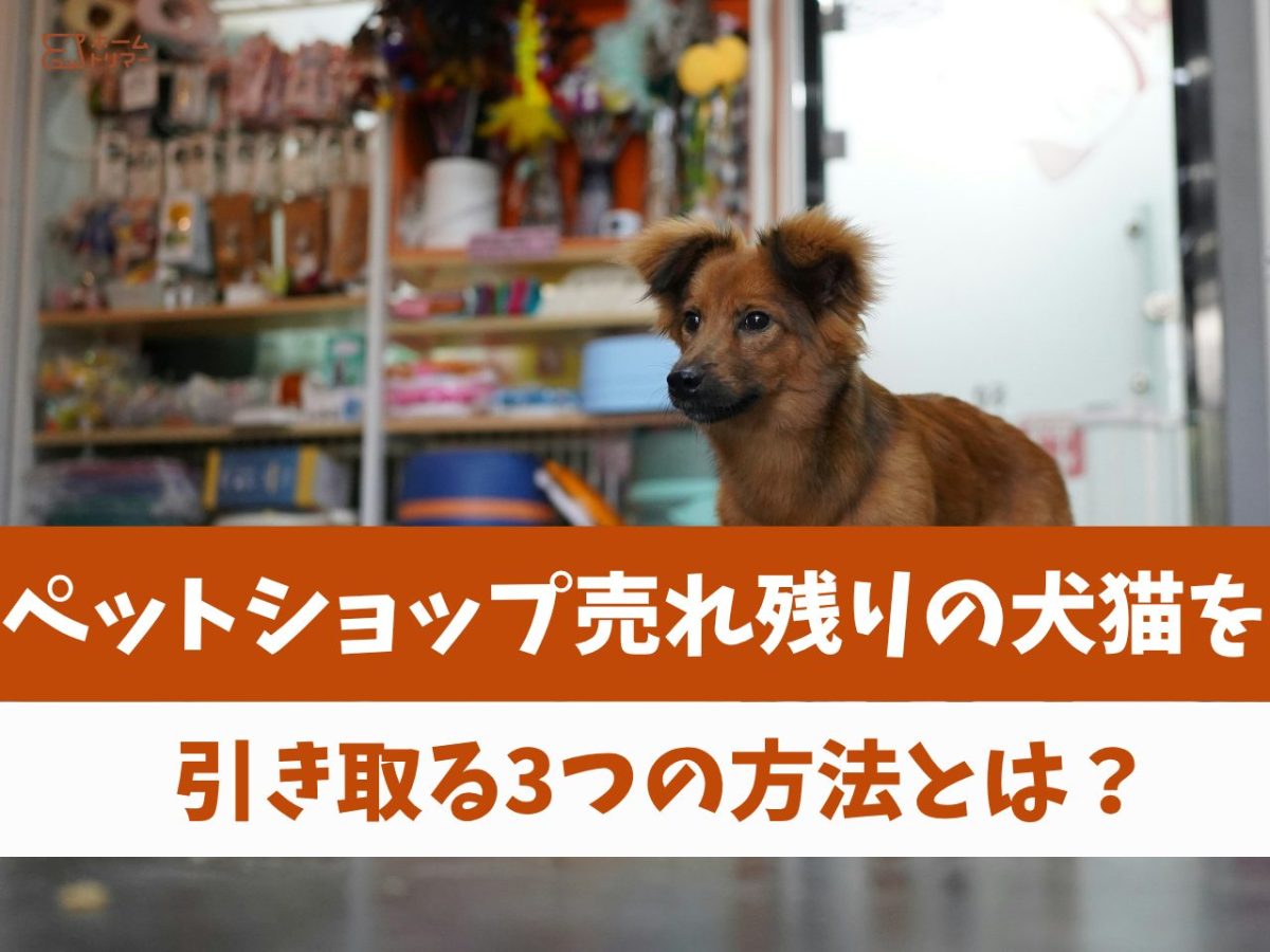 ペットショップ売れ残りはどこへ行く？引き取り屋の実態と命の行方