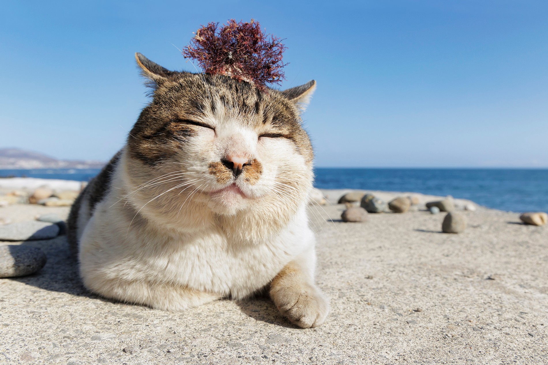 下町の路地を統べる「ボス 猫」の現在地：Ai分析とTnrが塗り替えた、2026年・路地裏の社会学