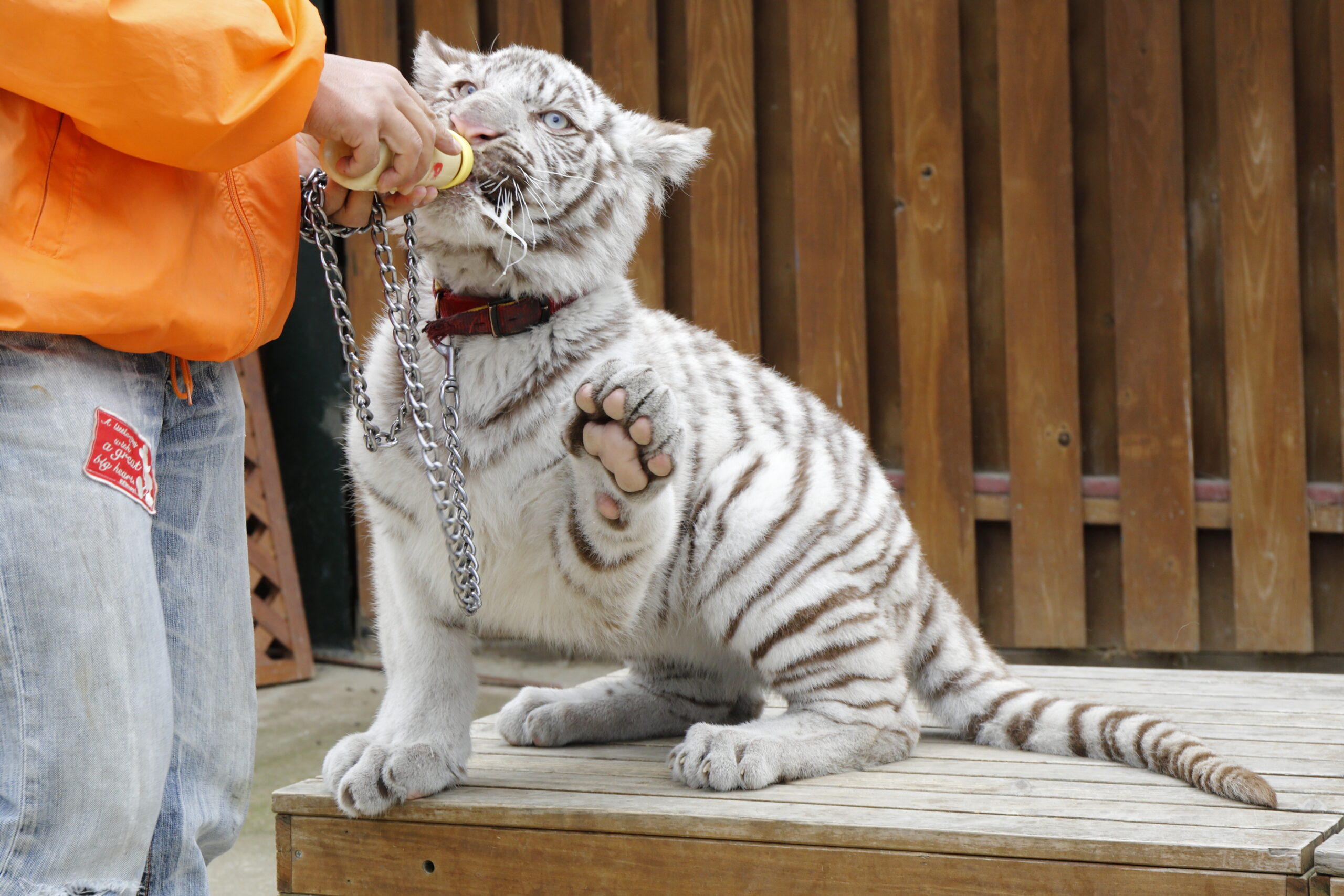 しろとり動物園ホワイトタイガーの現在｜抱っこ会やふれあい徹底検証