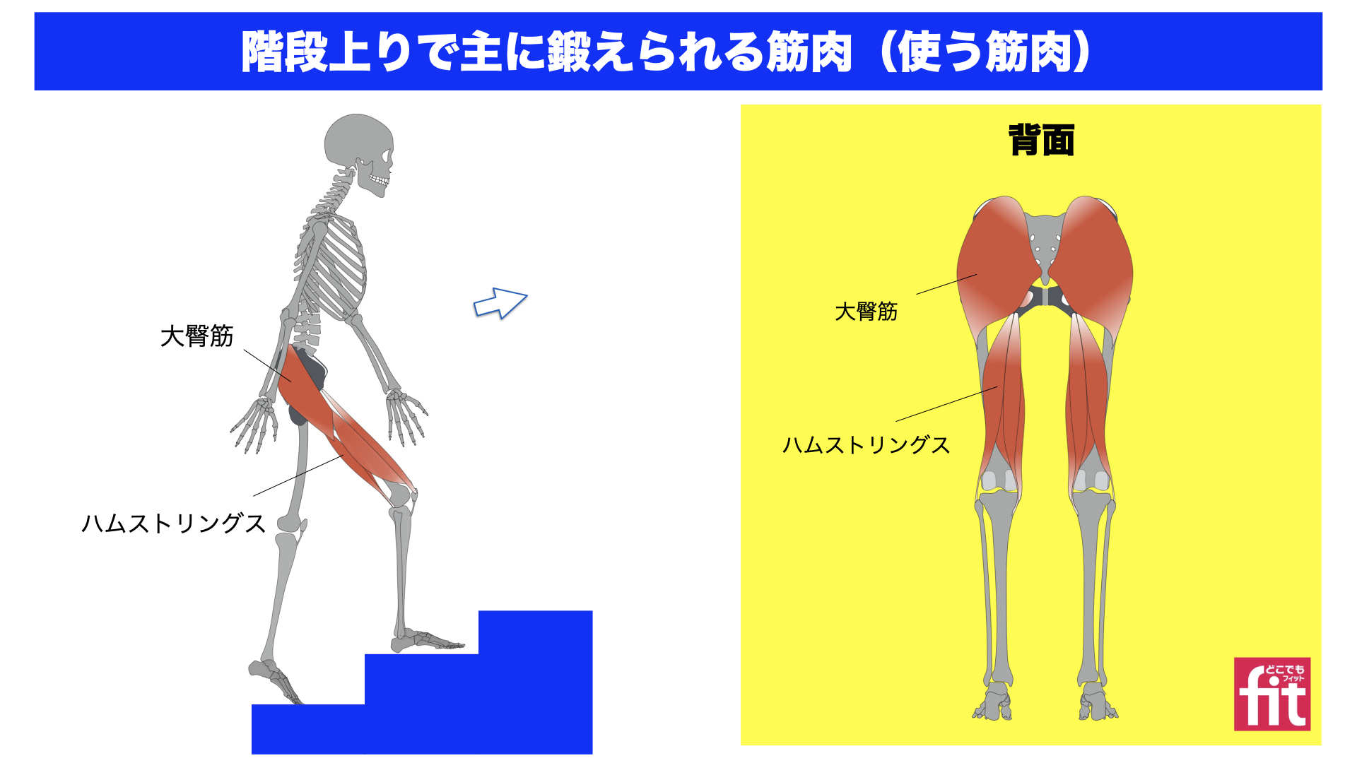 階段昇降の驚くべき効果とは？ウォーキング超えの脂肪燃焼と健康寿命