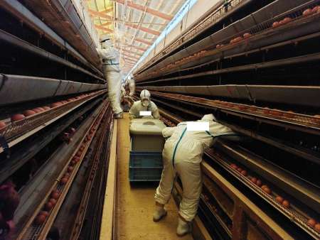 卵の消える冬、2026年も続く悲劇。なぜ日本は「鳥インフルで即・大量殺処分」を止められないのか？