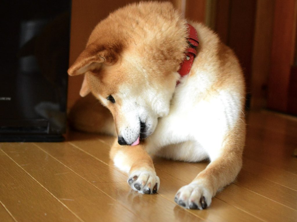 犬が床をなめる驚愕の真相｜胃腸炎・ストレスのサインと最新の対処法