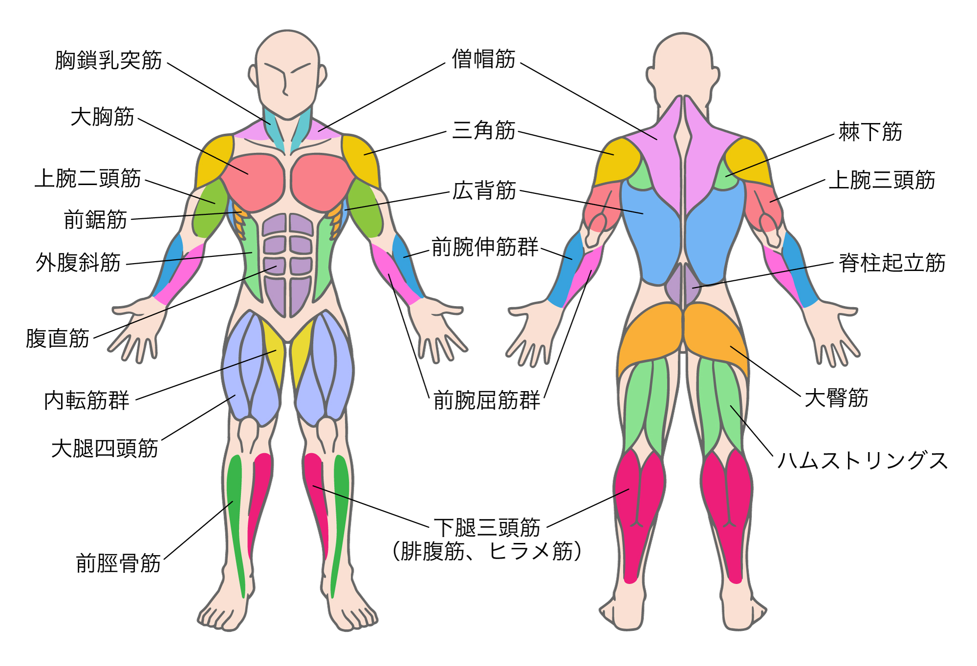 【筋肉 速報】2026年、カラダづくりの常識が覆る——最新科学とAiが拓く「超効率筋肥大」の新時代