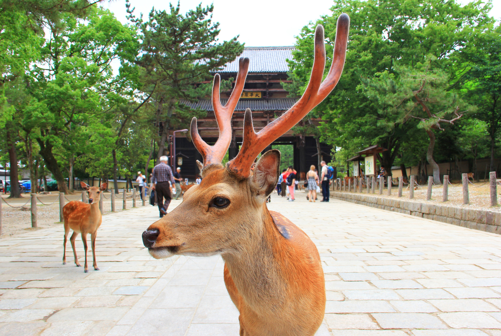 奈良公園の鹿がお辞儀をする真意とは？凶暴化の真相と2026年最新対策