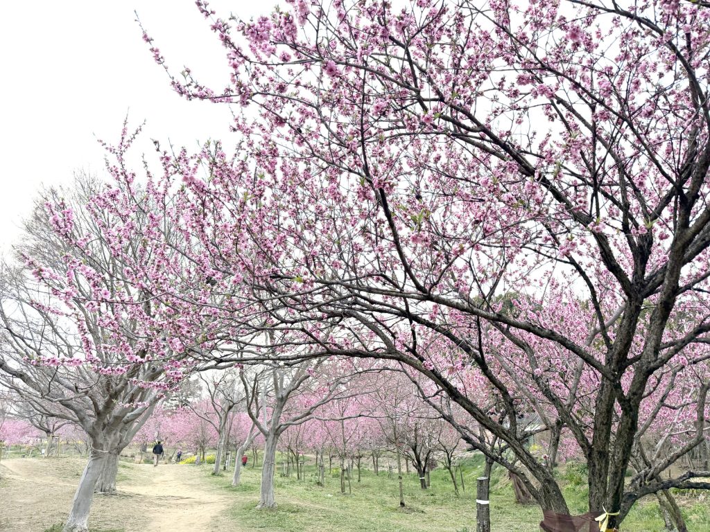 【2026最新】古河桃まつりの開花状況と混雑回避・屋台の全貌