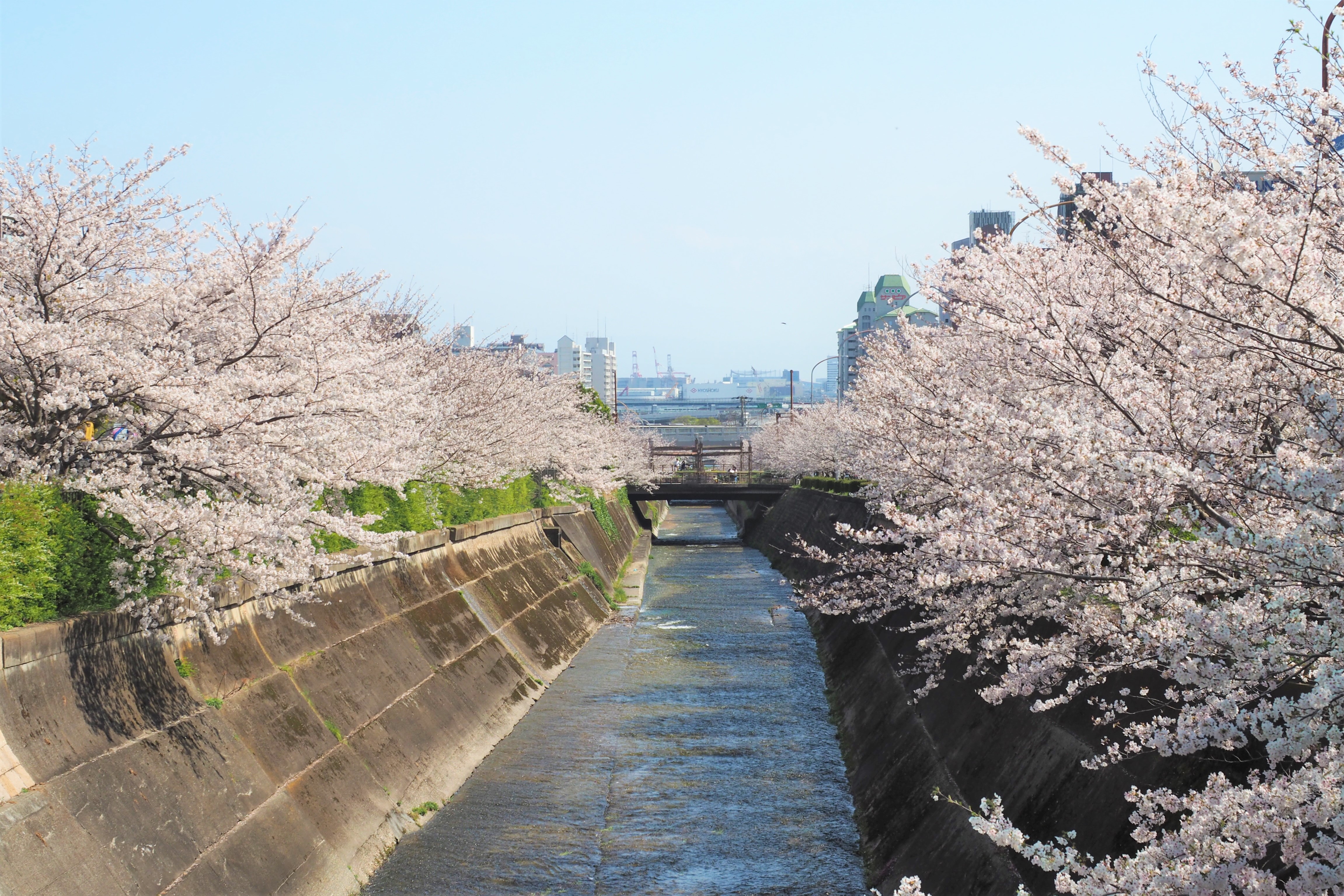 【2026年最新】新神戸の頭上に広がる桜のトンネル！生田川の桜の見頃・ライトアップ・ローカル散策ルート完全ガイド