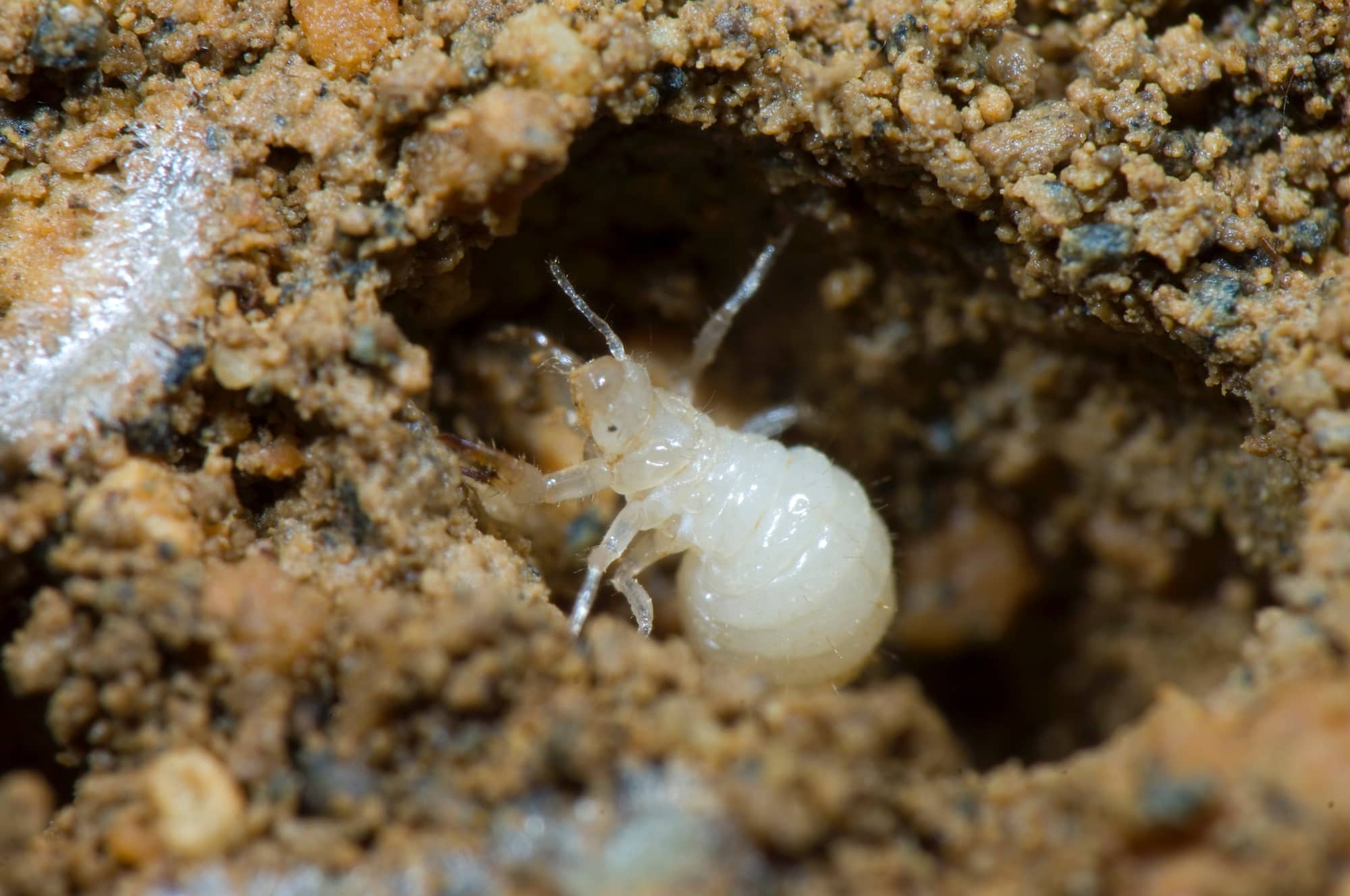 セミの幼虫は極上のナッツ風味？安全な食べ方と採取法を徹底解説
