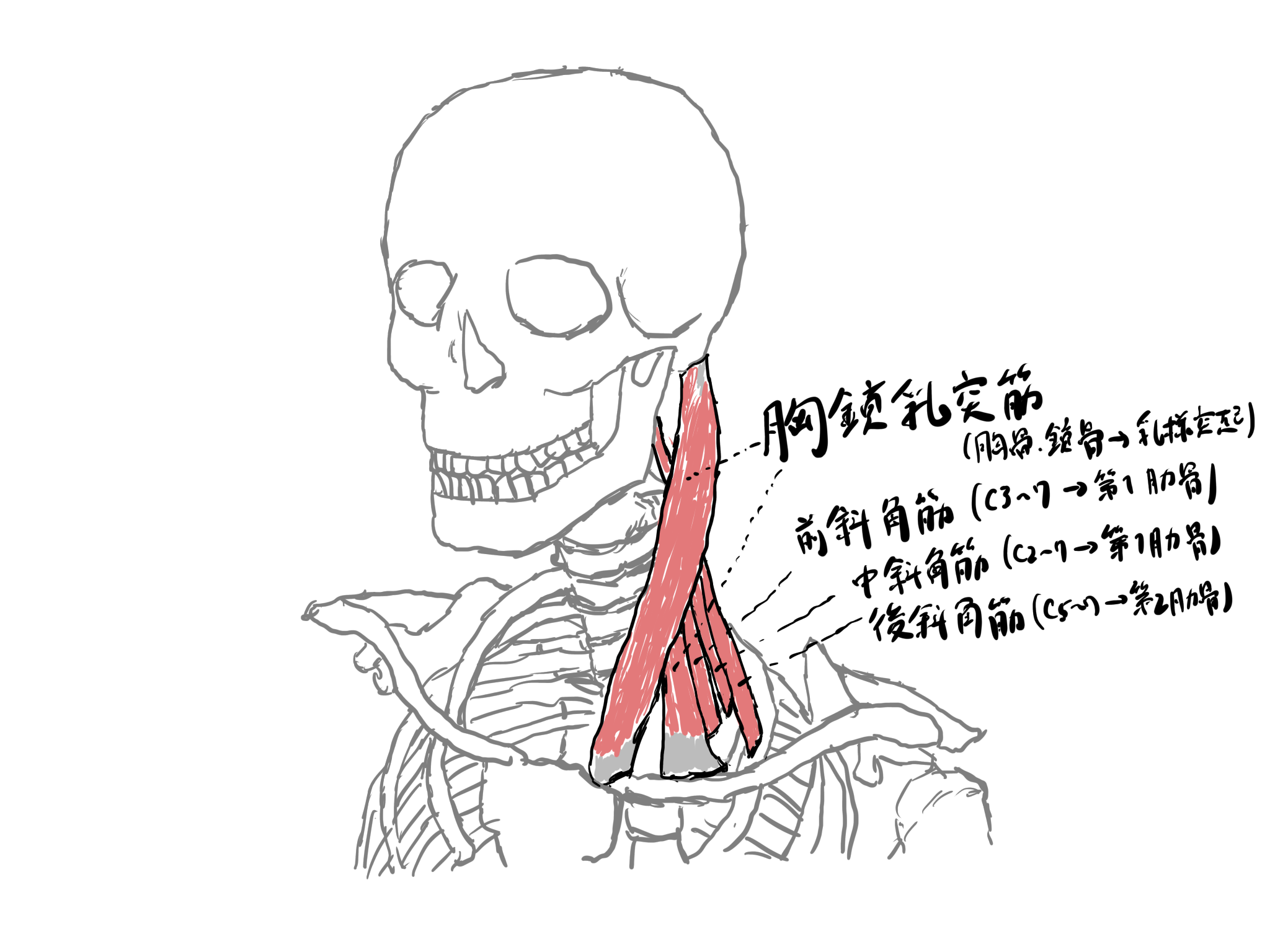 首や腕のしびれが消えない元凶！前斜角筋の圧迫メカニズムと改善策