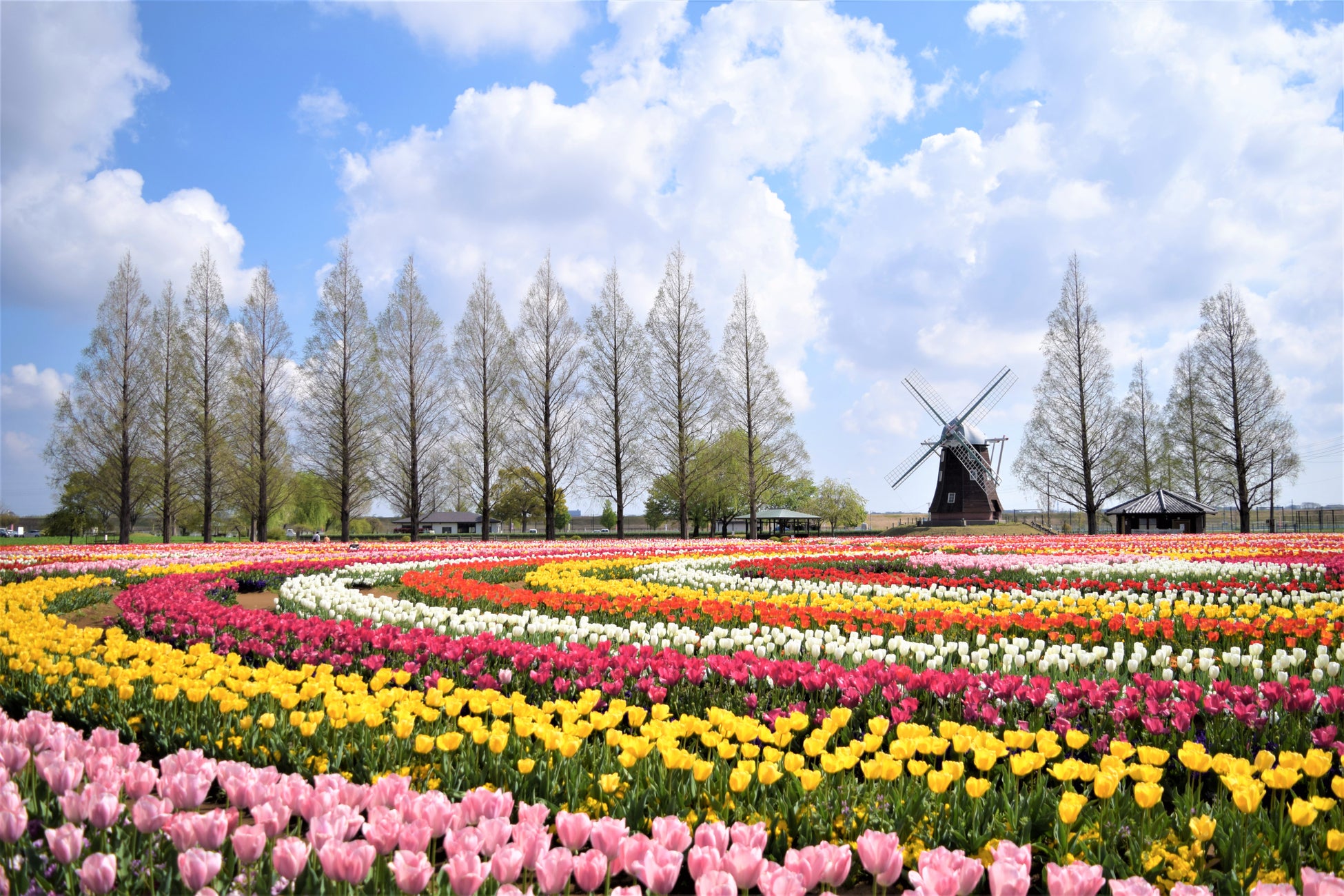 あけぼの山農業公園チューリップ2026！見頃と混雑回避術を徹底解説