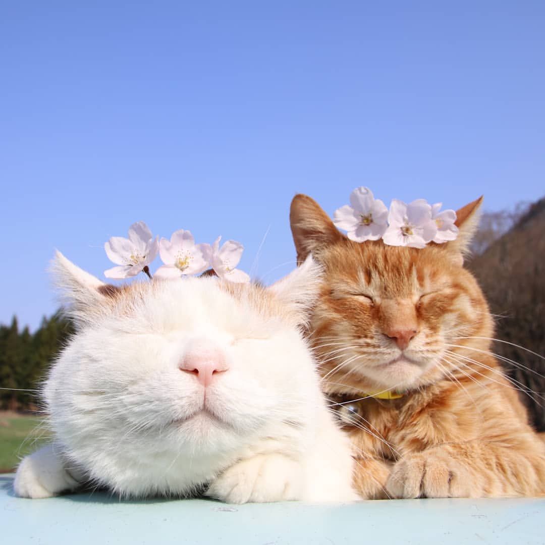 なぜ世界中が熱狂したのか？「かご猫」ブームの真相と癒やしの系譜