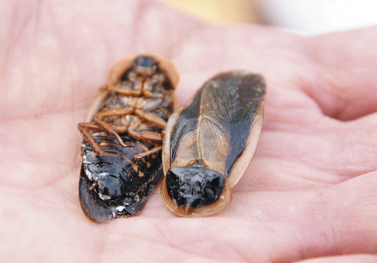 ゴキブリの味はエビと同じ？実食者の証言と誤飲の危険性を徹底解剖
