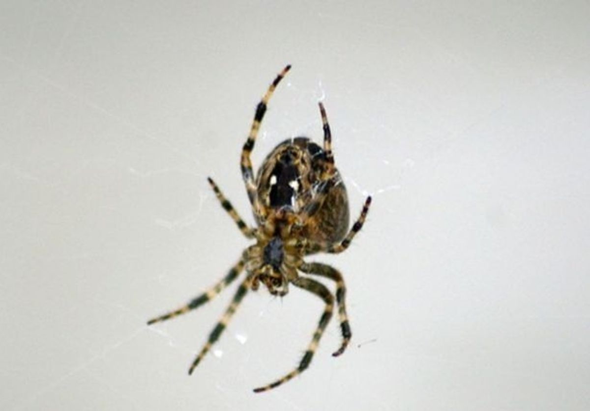 Spiders That Bite in the Uk