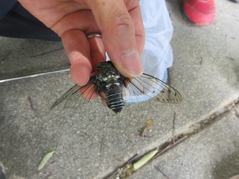 公園のセミを「おやつ」にする若者が急増？自治体が異例の警告を発した背景と、潜む健康リスク