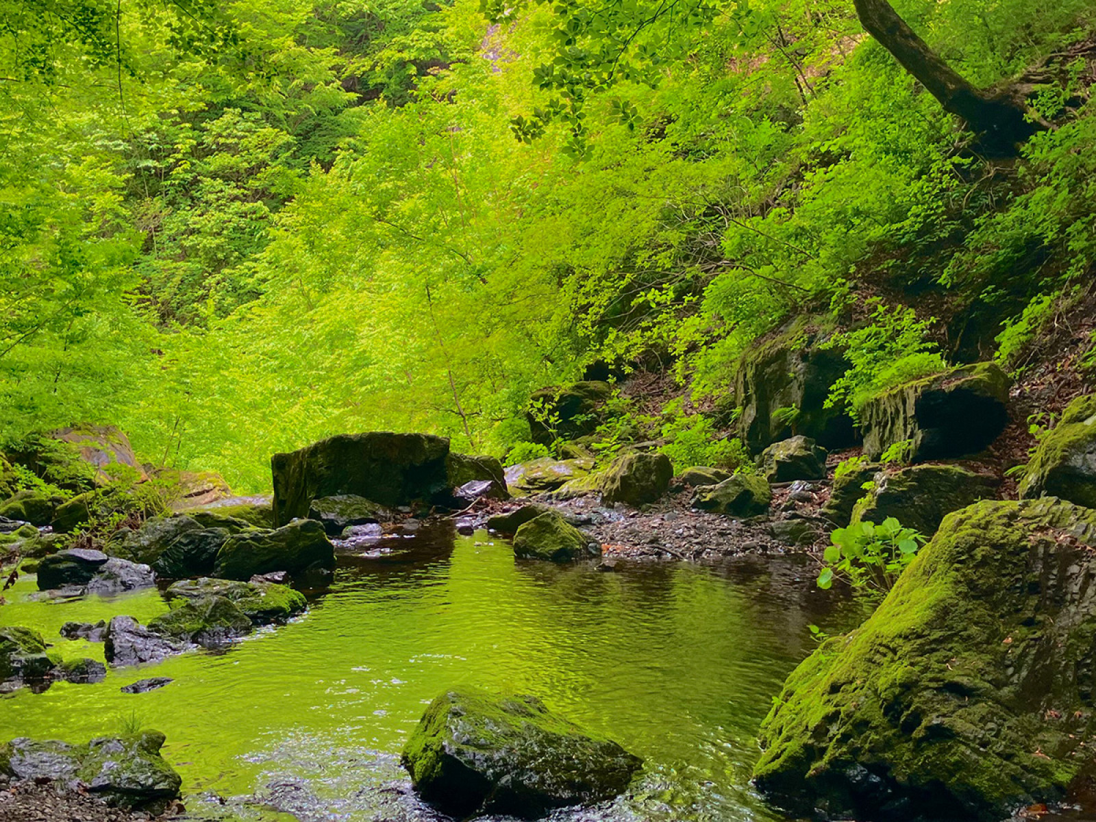 なぜ登山者は苔の山に惹かれるのか？北八ヶ岳・屋久島の絶景と鑑賞術