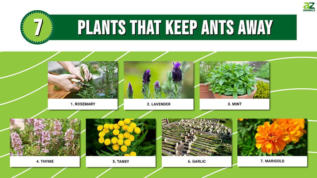 What Don't Ants Like