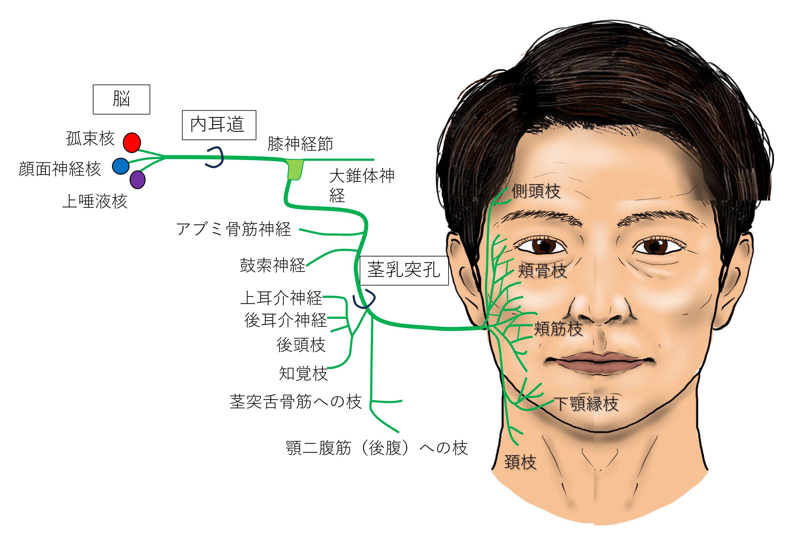 顔面偏差値50のリアル｜一般人の割合と芸能人との違いを徹底解剖