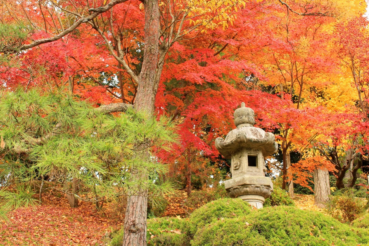 千葉の紅葉名所2026年決定版！養老渓谷・成田山と絶景穴場ルート