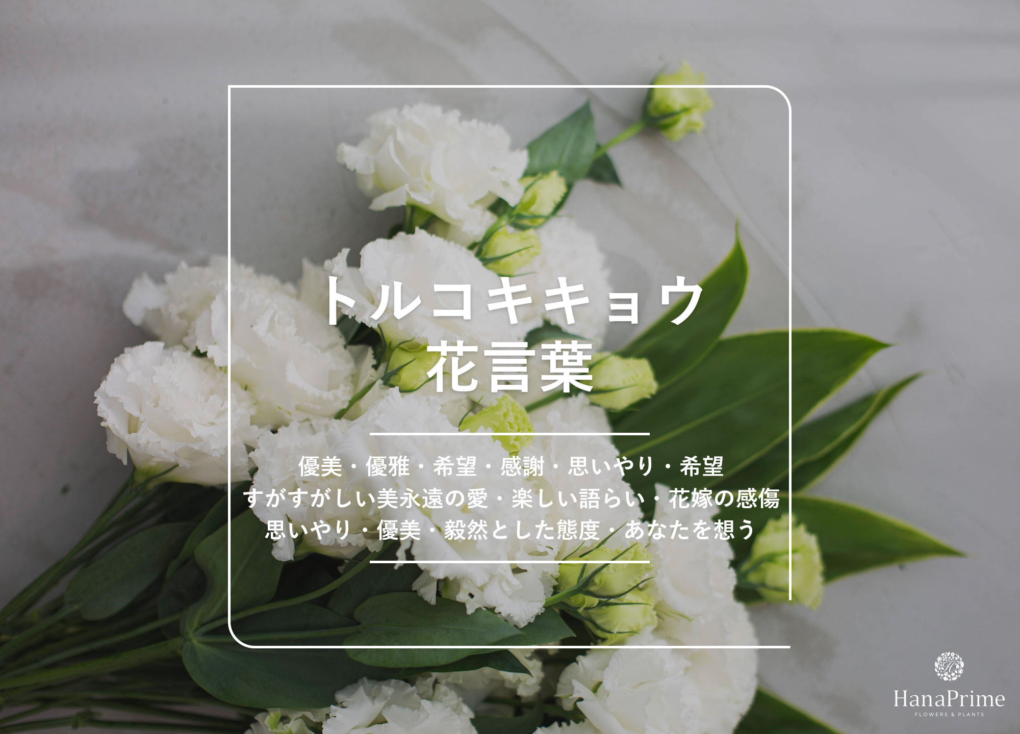 トルコキキョウの花言葉に怖い意味は？色別・本数別の真相と贈り物マナー