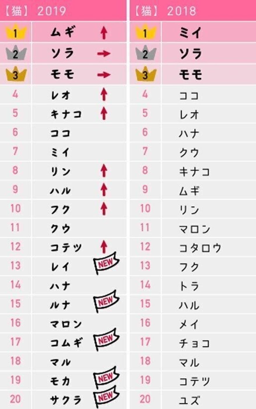 【2026年最新】愛猫が一生喜ぶ名前の付け方と人気ランキング完全ガイド