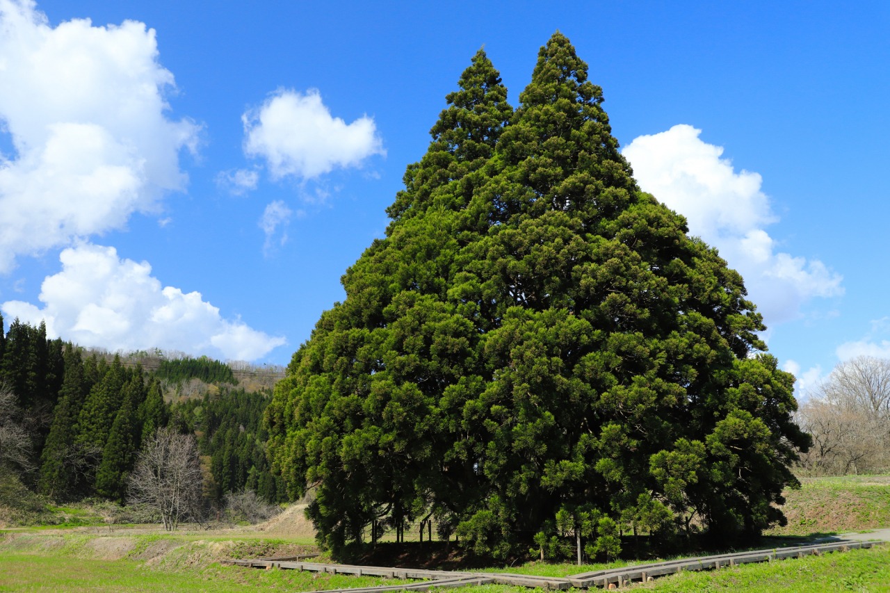 実在するトトロの木はどこ？山形・鮭川村の小杉の大杉と全国名所徹底解剖