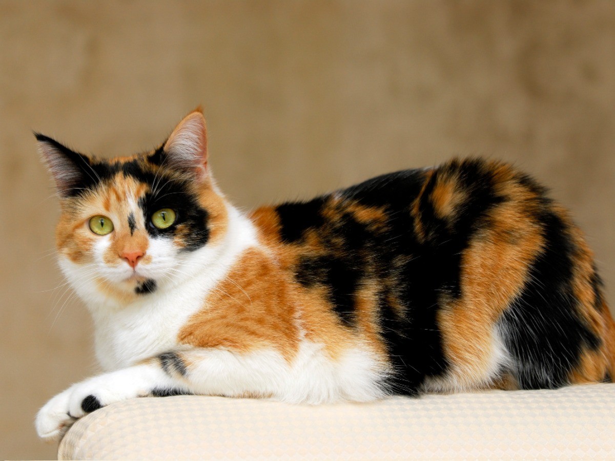 三毛猫のオスはなぜ3万分の1？値段数千万円の噂と寿命・遺伝の真相