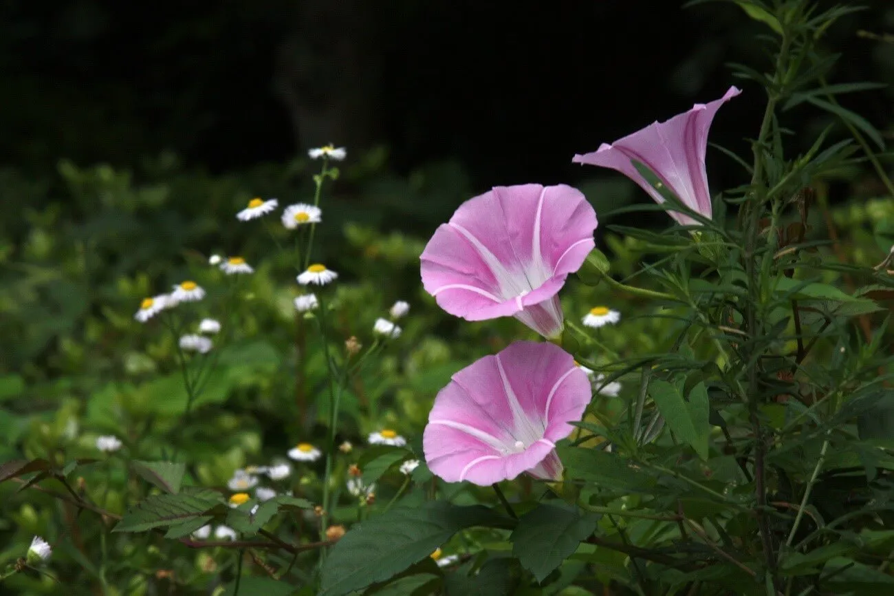 昼顔の花はなぜ庭に植えてはいけない？怖い花言葉の真相を徹底解説