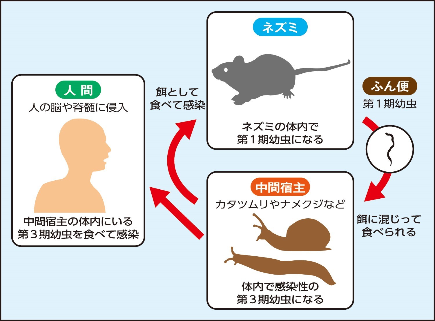 ナメクジや生野菜に潜む「広東住血線虫」の危険性｜症状と致死率を解説